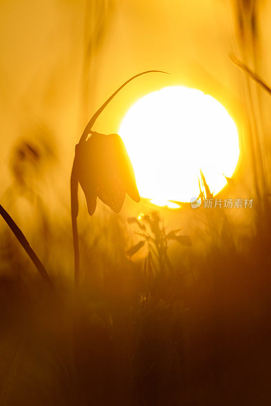 蛇头贝母(Fritillaria meleagris)在一个美丽的春天夕阳草场上